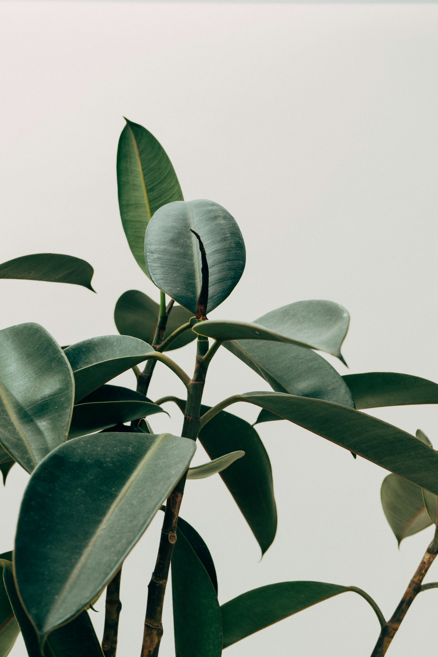 The Science Behind Mindful Nutrition Choices